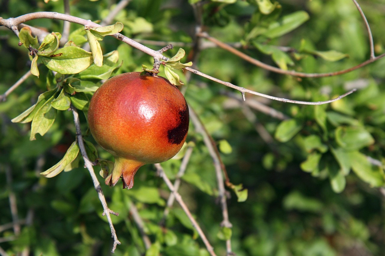 The Science of Antioxidants - Protecting Your Health